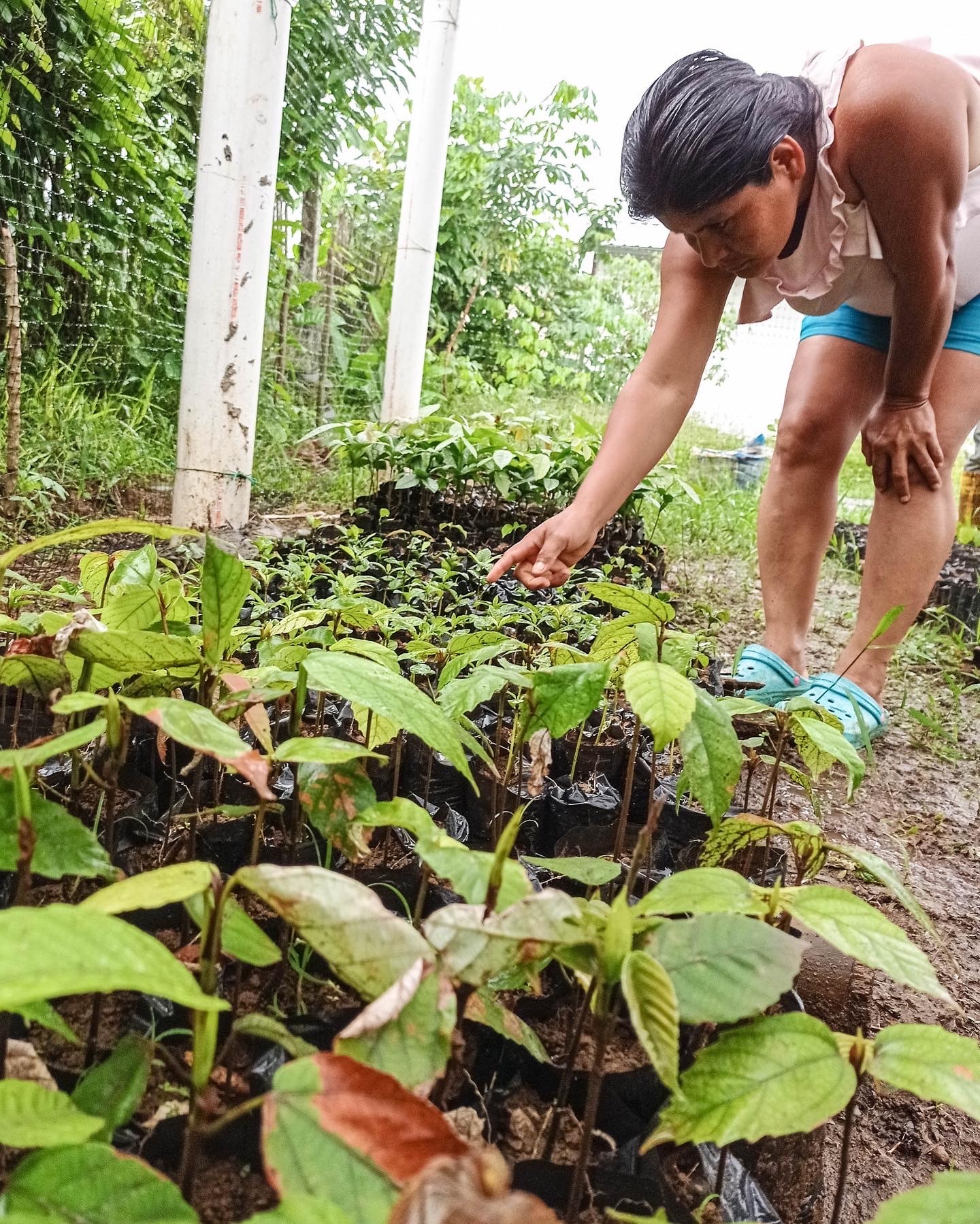 Paola and Miguel deliver seedlings to families who want to grow trees